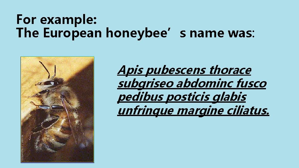 For example: The European honeybee’s name was: Apis pubescens thorace subgriseo abdominc fusco pedibus