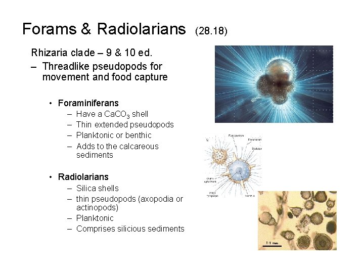 Forams & Radiolarians Rhizaria clade – 9 & 10 ed. – Threadlike pseudopods for