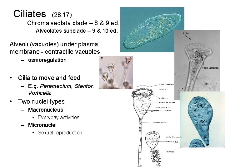 Ciliates (28. 17) Chromalveolata clade – 8 & 9 ed. Alveolates subclade – 9