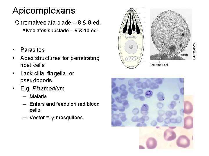 Apicomplexans Chromalveolata clade – 8 & 9 ed. Alveolates subclade – 9 & 10