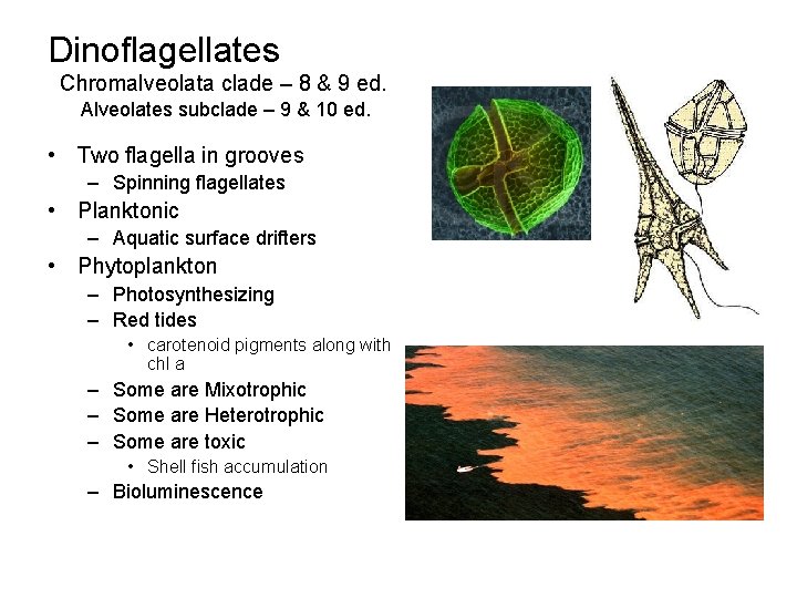 Dinoflagellates Chromalveolata clade – 8 & 9 ed. Alveolates subclade – 9 & 10