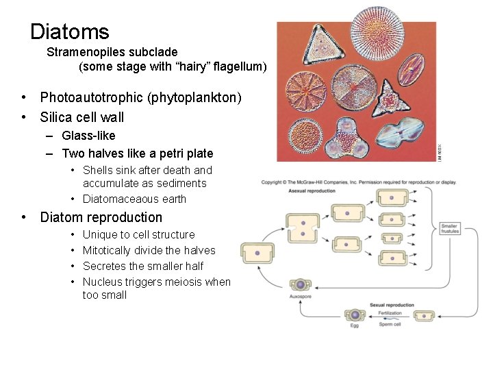 Diatoms Stramenopiles subclade (some stage with “hairy” flagellum) • Photoautotrophic (phytoplankton) • Silica cell