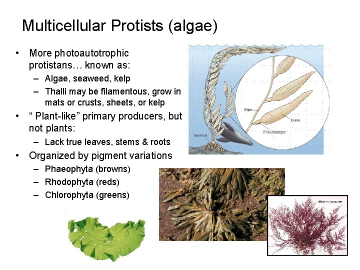 Multicellular Protists (algae) • More photoautotrophic protistans… known as: – Algae, seaweed, kelp –