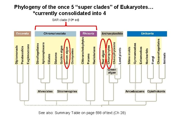 Phylogeny of the once 5 “super clades” of Eukaryotes… *currently consolidated into 4 SAR