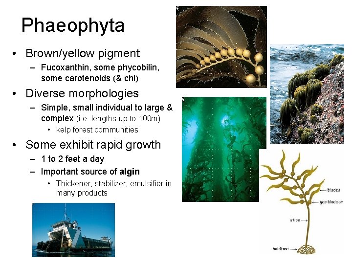 Phaeophyta • Brown/yellow pigment – Fucoxanthin, some phycobilin, some carotenoids (& chl) • Diverse