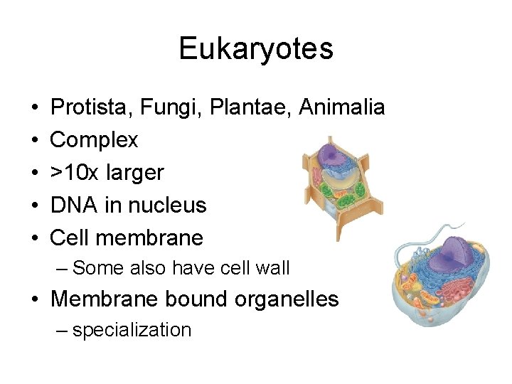 Eukaryotes • • • Protista, Fungi, Plantae, Animalia Complex >10 x larger DNA in