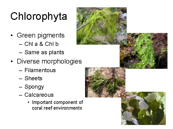 Chlorophyta • Green pigments – Chl a & Chl b – Same as plants