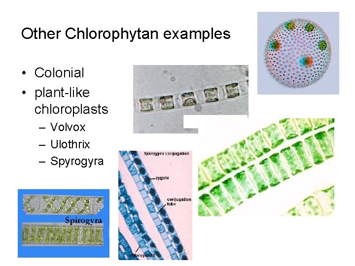 Other Chlorophytan examples • Colonial • plant-like chloroplasts – Volvox – Ulothrix – Spyrogyra
