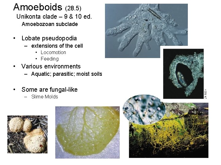 Amoeboids (28. 5) Unikonta clade – 9 & 10 ed. Amoebozoan subclade • Lobate