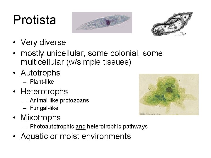 Protista • Very diverse • mostly unicellular, some colonial, some multicellular (w/simple tissues) •