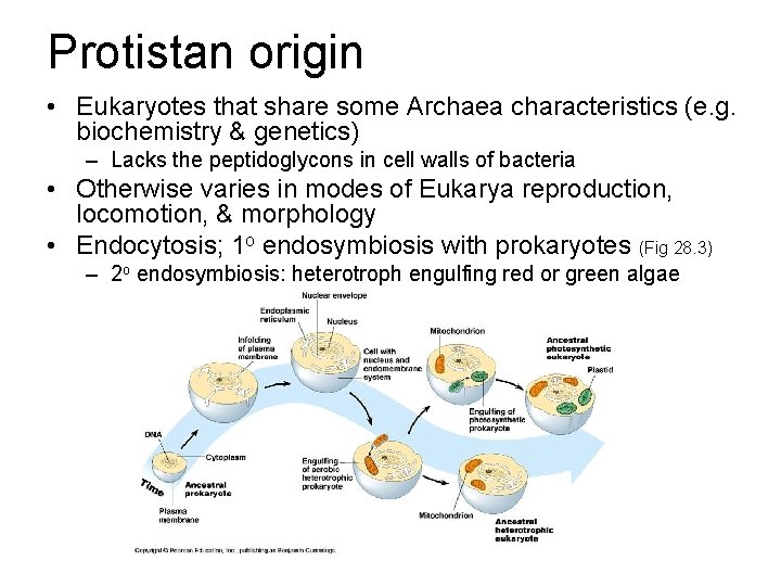 Protistan origin • Eukaryotes that share some Archaea characteristics (e. g. biochemistry & genetics)