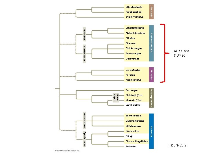 Parabasalids Euglenozoans Excavata Diplomonads Apicomplexans Ciliates Diatoms Stramenopiles Golden algae Brown algae Chromalveolata Alveolates