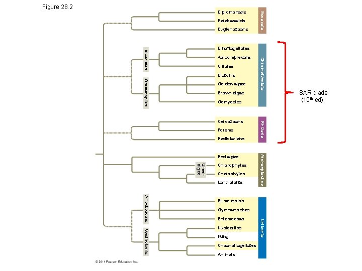 Figure 28. 2 Parabasalids Euglenozoans Excavata Diplomonads Apicomplexans Ciliates Diatoms Stramenopiles Golden algae Brown