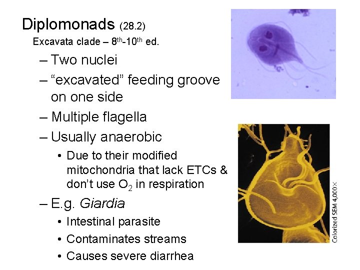 Diplomonads (28. 2) Excavata clade – 8 th-10 th ed. – Two nuclei –