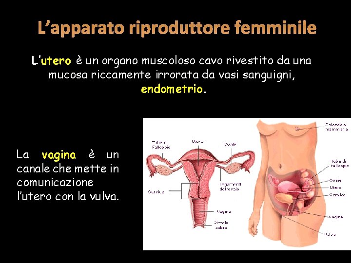 L’apparato riproduttore femminile L’utero è un organo muscoloso cavo rivestito da una mucosa riccamente