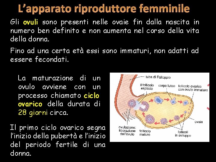 L’apparato riproduttore femminile Gli ovuli sono presenti nelle ovaie fin dalla nascita in numero