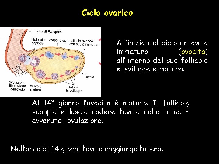 Ciclo ovarico All’inizio del ciclo un ovulo immaturo (ovocita) all’interno del suo follicolo si