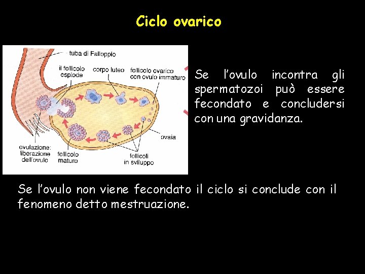 Ciclo ovarico Se l’ovulo incontra gli spermatozoi può essere fecondato e concludersi con una