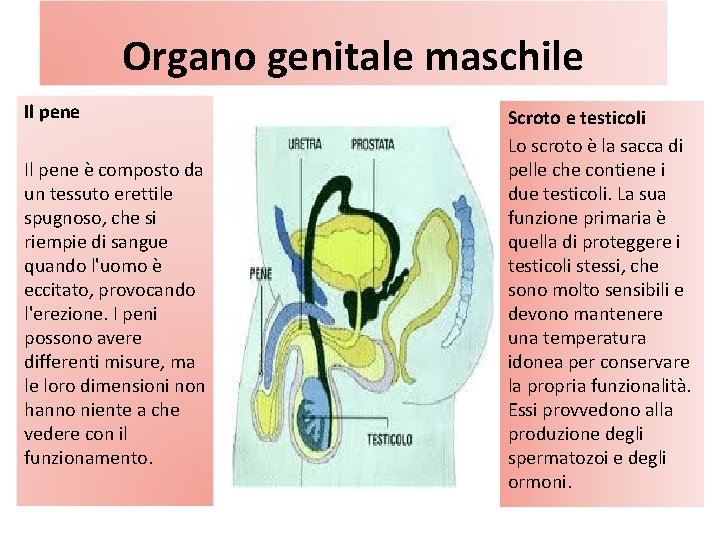 Organo genitale maschile Il pene è composto da un tessuto erettile spugnoso, che si