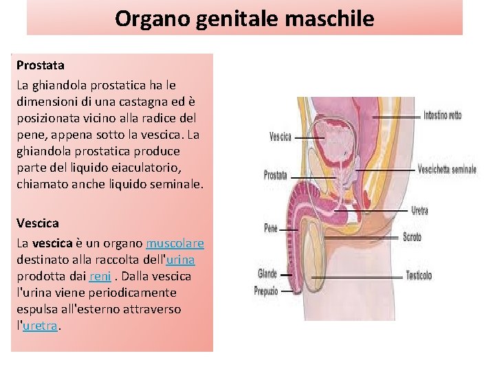 Organo genitale maschile Prostata La ghiandola prostatica ha le dimensioni di una castagna ed