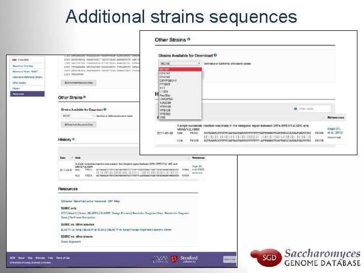 Additional strains sequences 