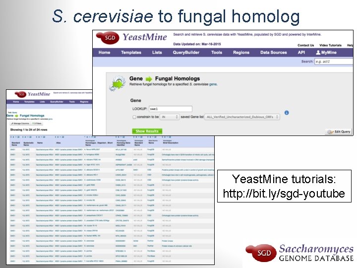 S. cerevisiae to fungal homolog Yeast. Mine tutorials: http: //bit. ly/sgd-youtube 