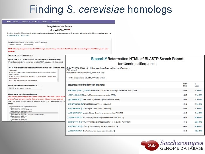 Finding S. cerevisiae homologs 