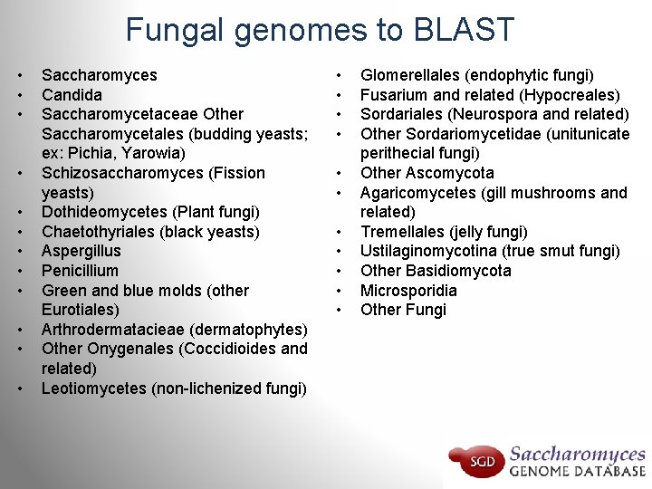 Fungal genomes to BLAST • • • Saccharomyces Candida Saccharomycetaceae Other Saccharomycetales (budding yeasts;