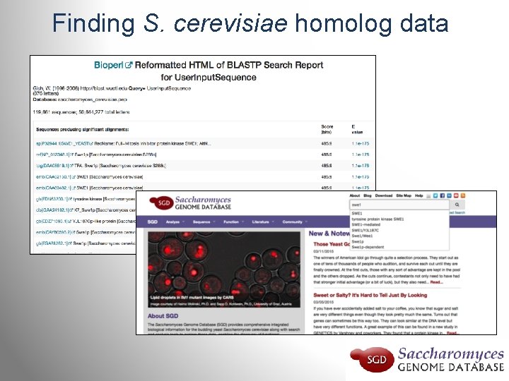 Finding S. cerevisiae homolog data 