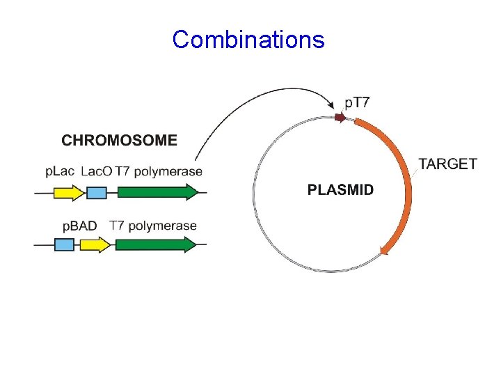Protein Expression Systems Bacterial Cellfree Yeast Mammalian Insect