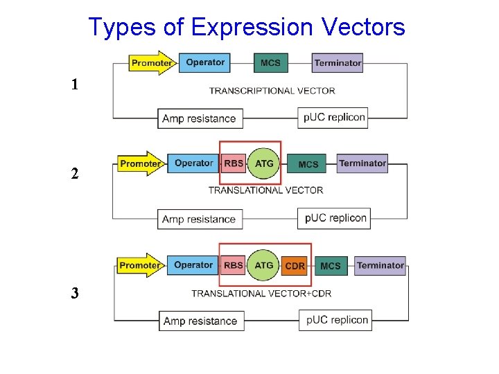 Protein Expression Systems Bacterial Cellfree Yeast Mammalian Insect