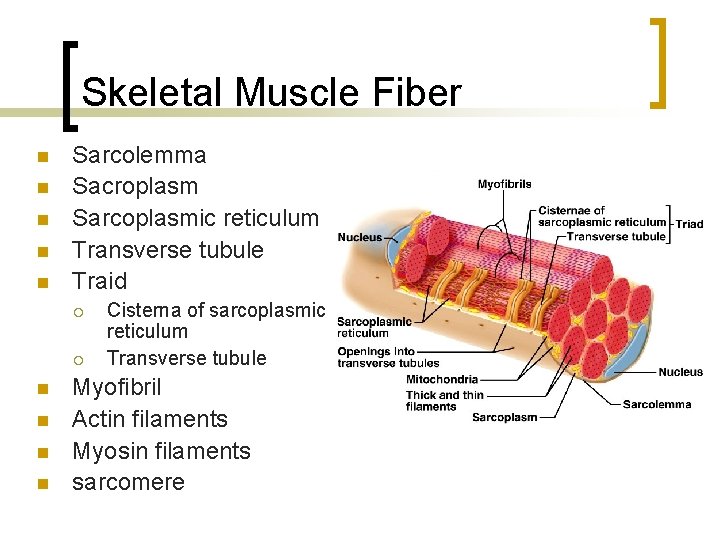 Skeletal Muscle Fiber n n n Sarcolemma Sacroplasm Sarcoplasmic reticulum Transverse tubule Traid ¡