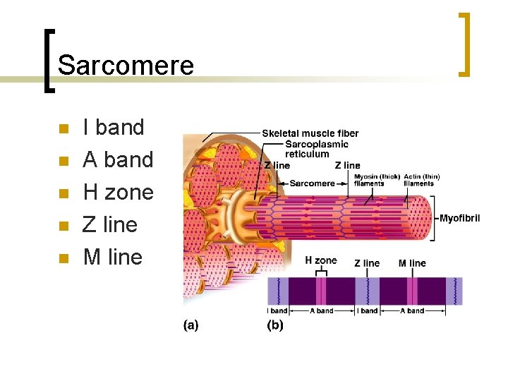 Sarcomere n n n I band A band H zone Z line M line