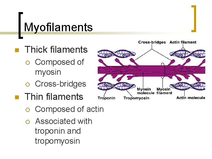 Myofilaments n Thick filaments ¡ ¡ n Composed of myosin Cross-bridges Thin filaments ¡