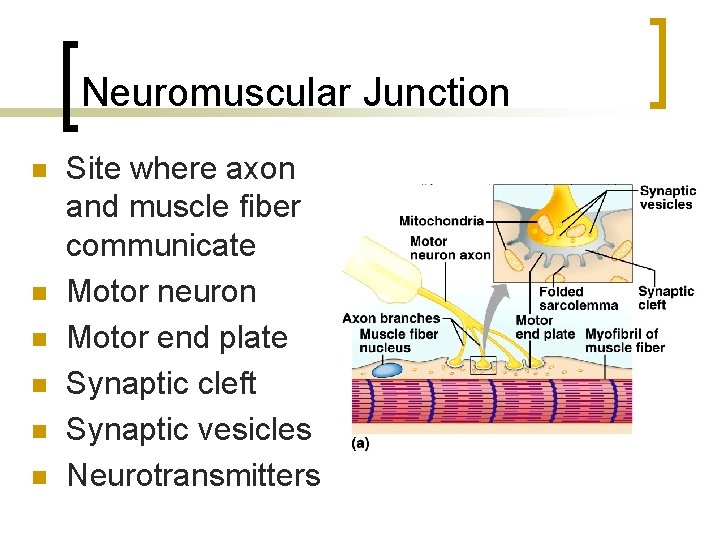 Neuromuscular Junction n n n Site where axon and muscle fiber communicate Motor neuron