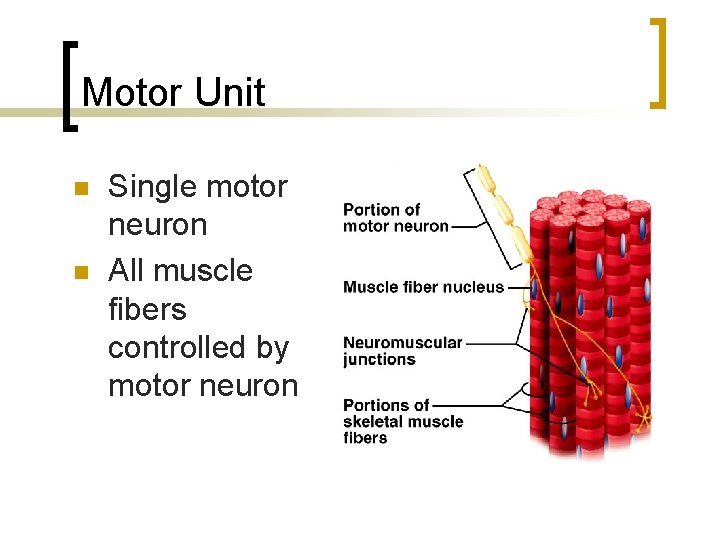 Motor Unit n n Single motor neuron All muscle fibers controlled by motor neuron