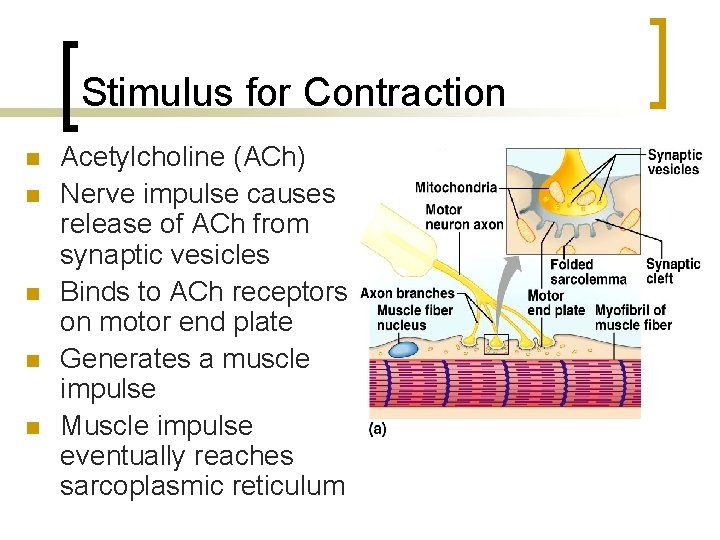 Stimulus for Contraction n n Acetylcholine (ACh) Nerve impulse causes release of ACh from