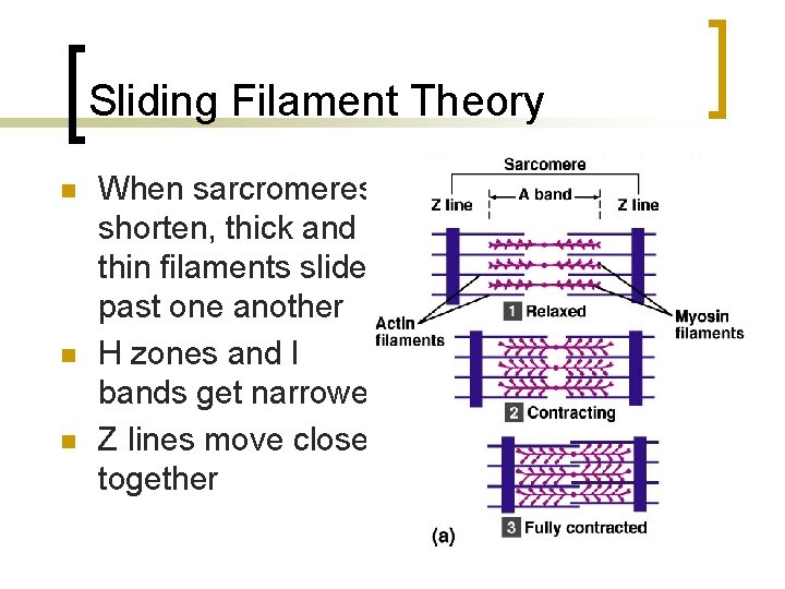 Sliding Filament Theory n n n When sarcromeres shorten, thick and thin filaments slide
