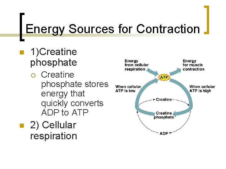 Energy Sources for Contraction n 1)Creatine phosphate ¡ n Creatine phosphate stores energy that