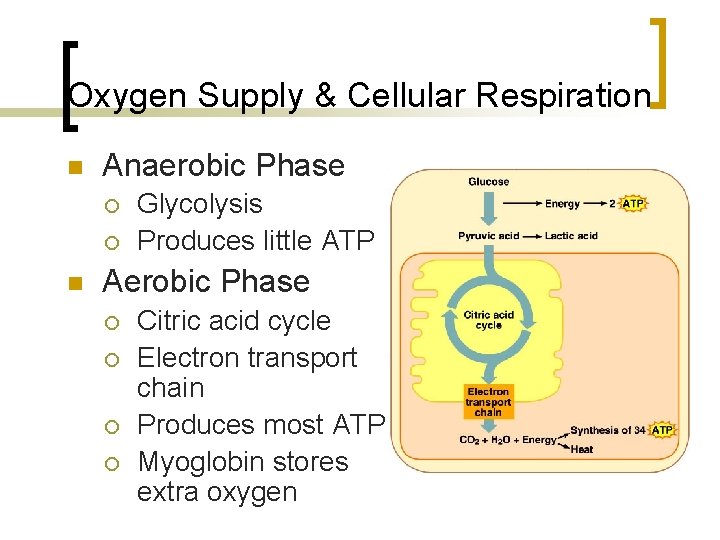 Oxygen Supply & Cellular Respiration n Anaerobic Phase ¡ ¡ n Glycolysis Produces little