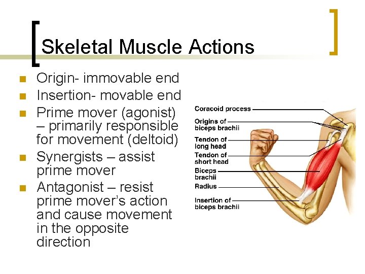 Skeletal Muscle Actions n n n Origin- immovable end Insertion- movable end Prime mover