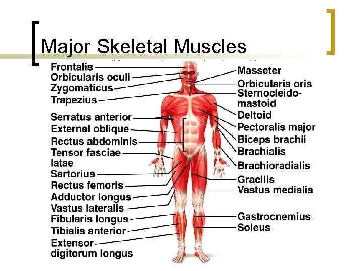 Major Skeletal Muscles 