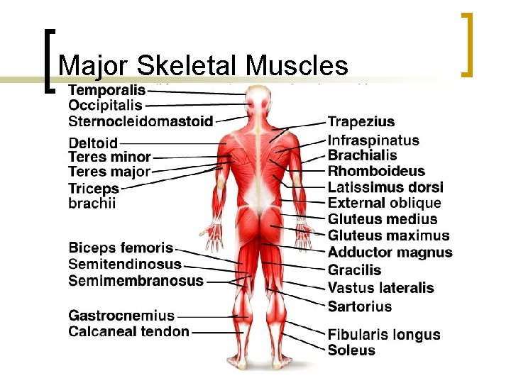 Major Skeletal Muscles 