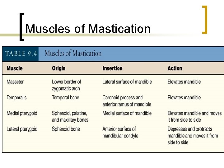 Muscles of Mastication 