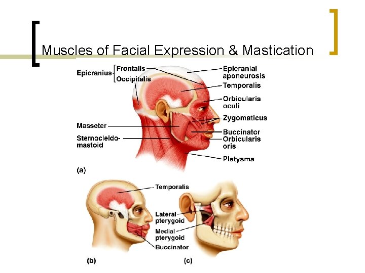 Muscles of Facial Expression & Mastication 