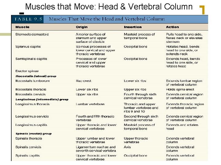 Muscles that Move: Head & Vertebral Column 