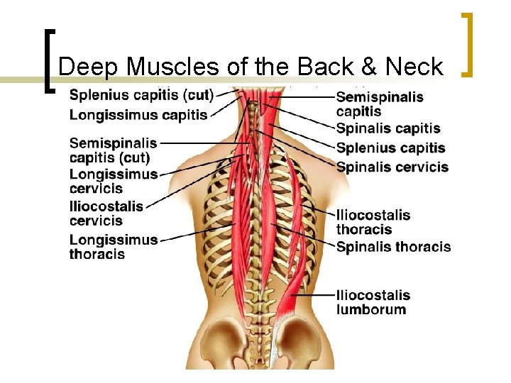 Deep Muscles of the Back & Neck 