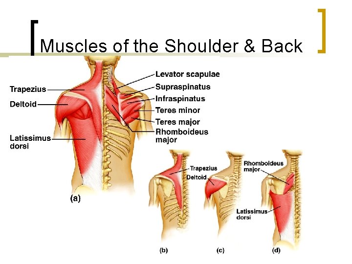 Muscles of the Shoulder & Back 