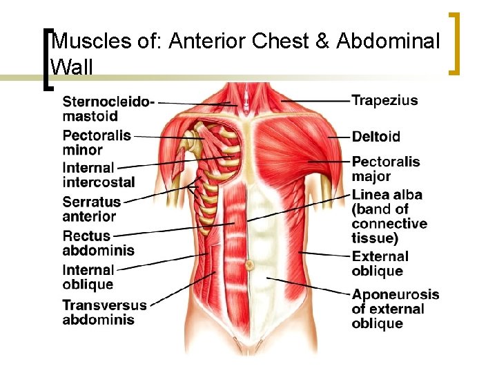 Muscles of: Anterior Chest & Abdominal Wall 