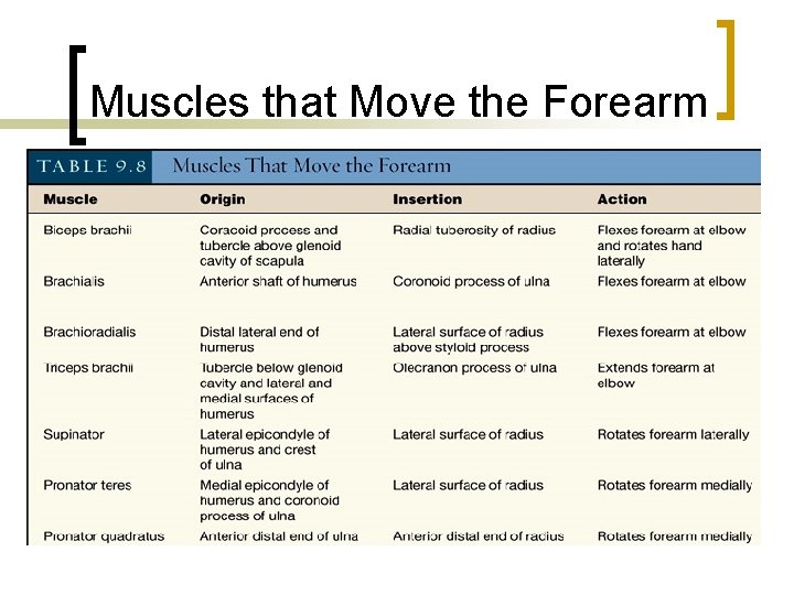 Muscles that Move the Forearm 